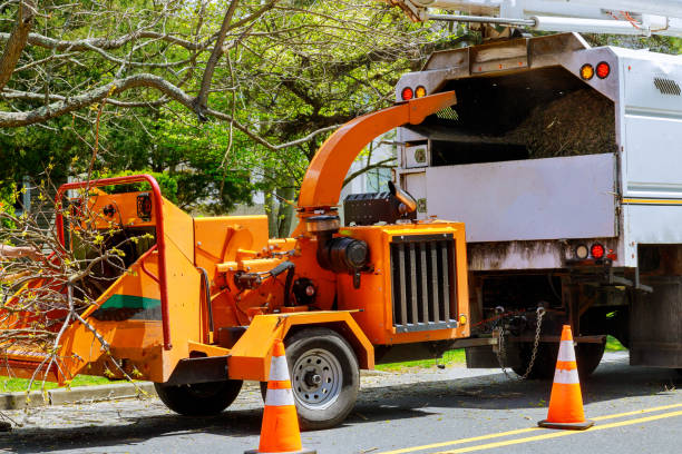 Reliable Warm Mineral Springs, FL Tree Service Solutions